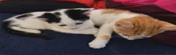 Mixed Breed cats for sale: Three kittens are looking for new homes. - Advert 4