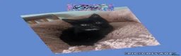 Mixed Breed cats for sale: Tuxedo and black  - Advert 3