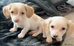 Miniature Dachshund dogs for sale: ** 1 LITTLE BOY LEFT **Longhaired dachshund pups  - Advert 3