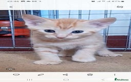 Siamese cats for sale: Kittens  - Image 4