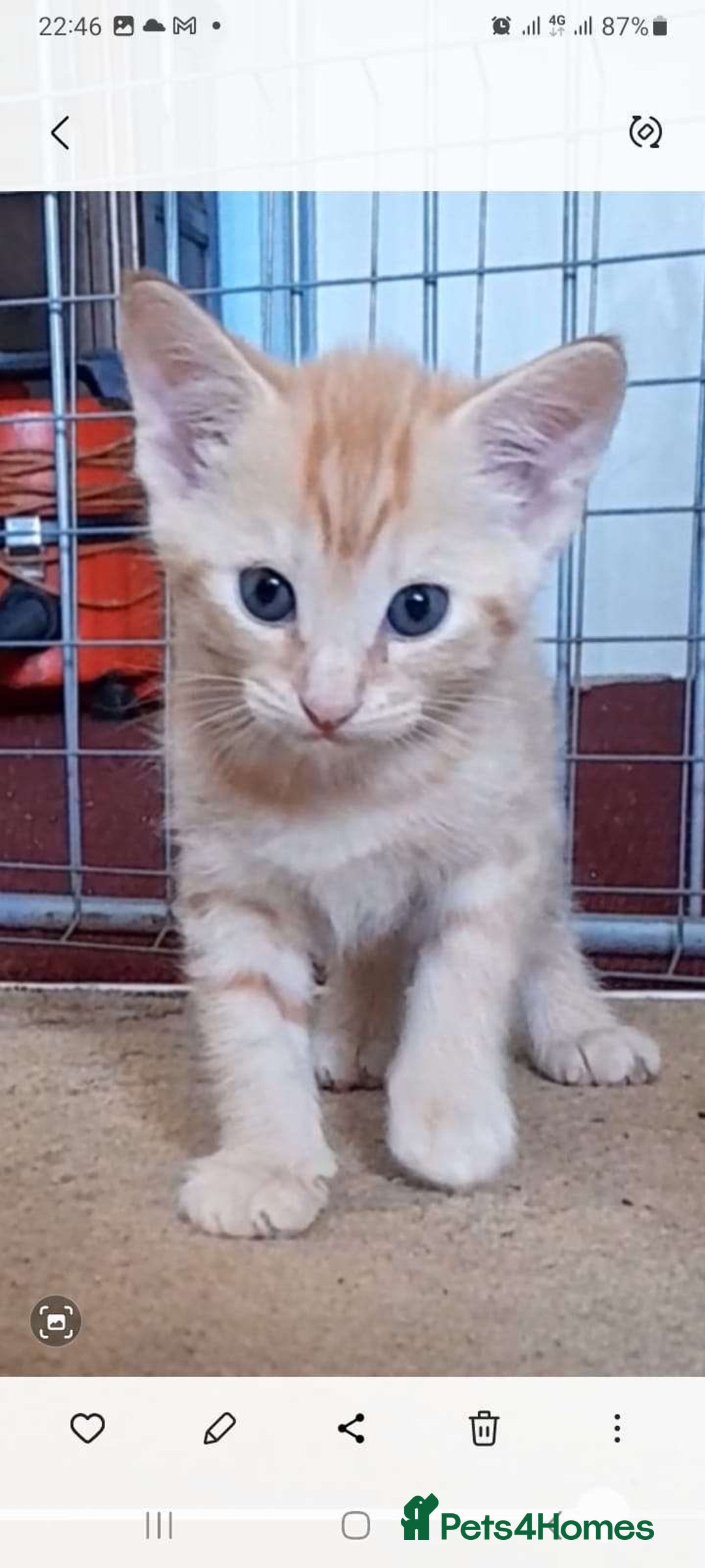 Siamese cats for sale: Kittens  - Image 4