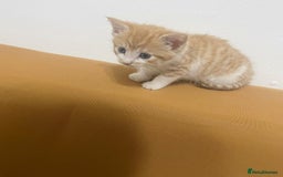 Mixed Breed cats for sale: RARE FEMALE KITTEN *AVAILABLE* - Image 6