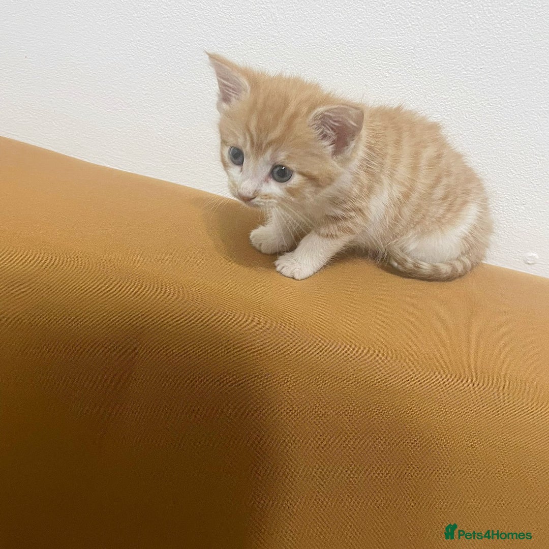 Mixed Breed cats for sale: RARE FEMALE KITTEN *AVAILABLE* - Image 6