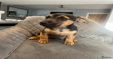 Jack Russell dogs - Advert 11