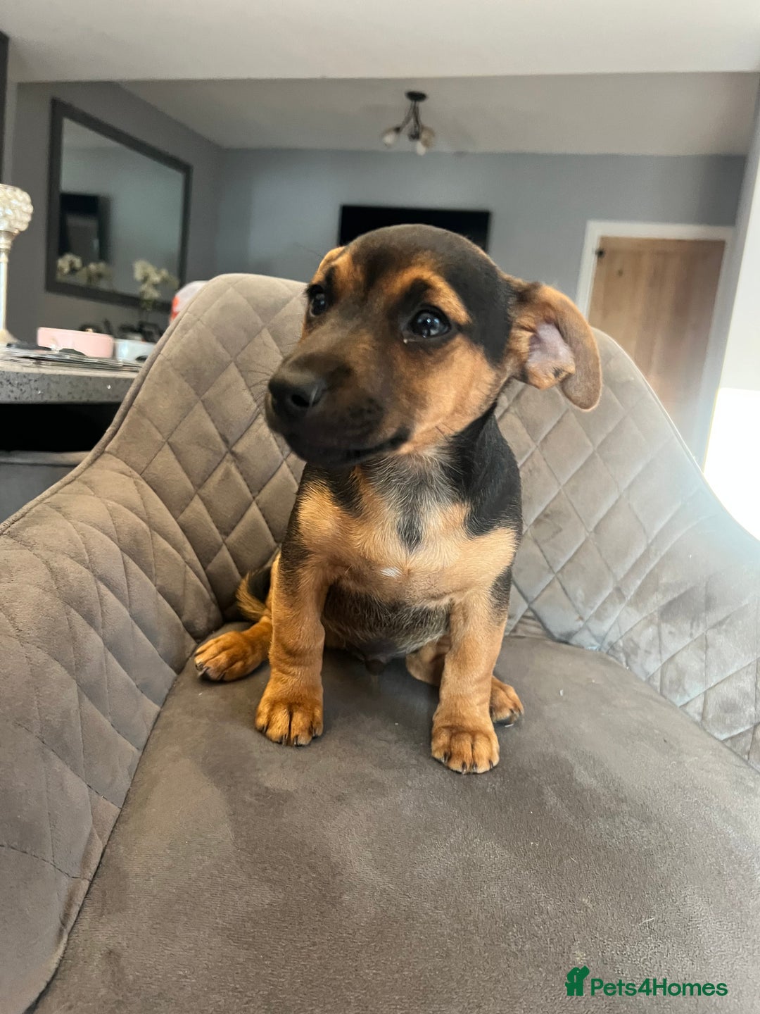 Jack Russell dogs for sale: Jack Russell puppies - Image 2