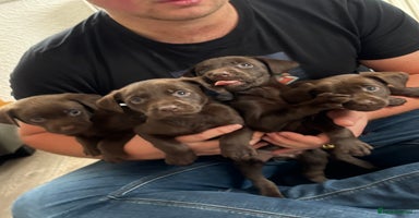 Labrador Retriever dogs - Advert 3