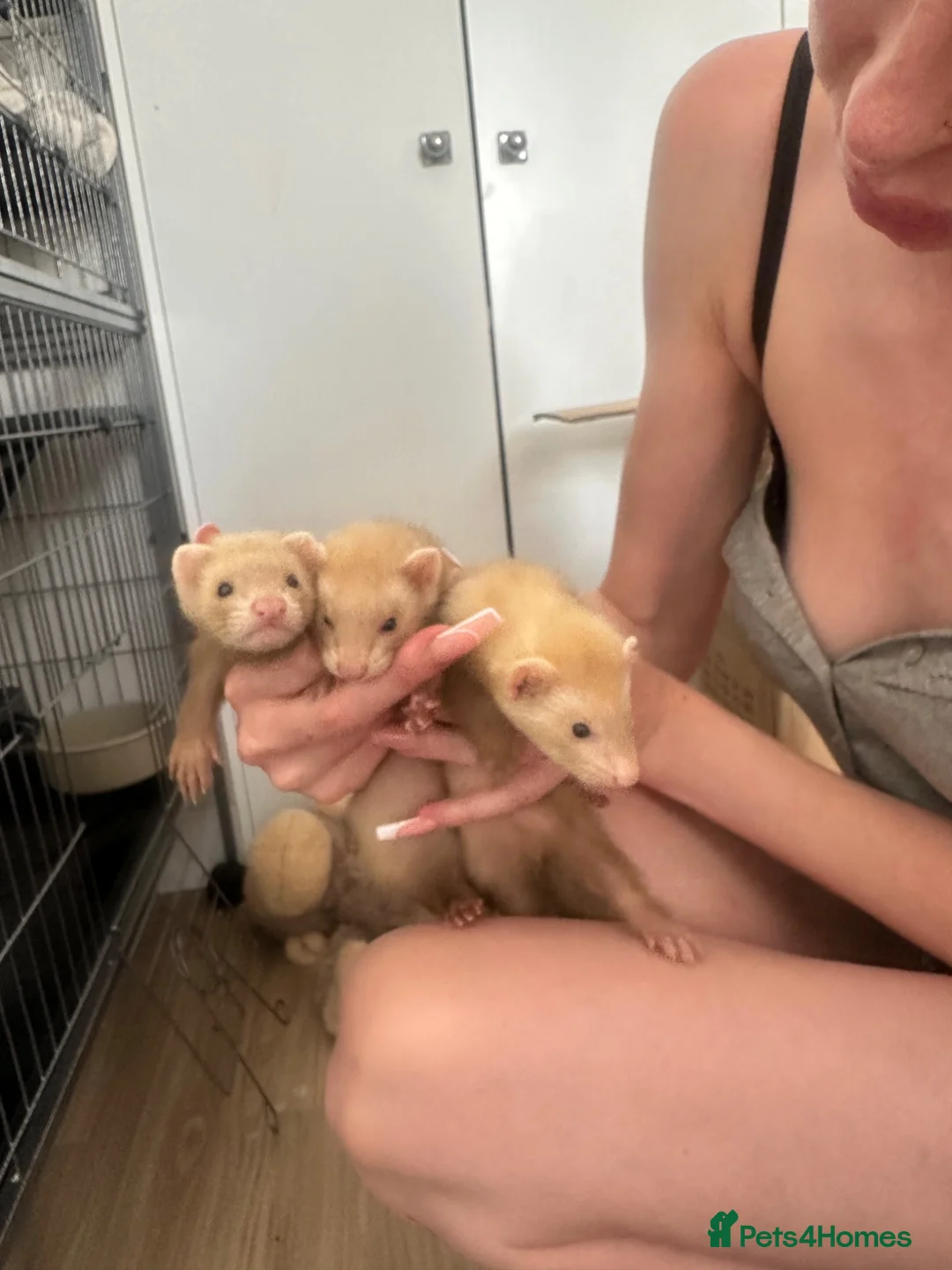 Ferret rodents for sale: three ferrets two girls one boy in Hook - Advert 2