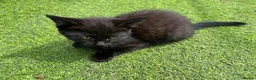 Mixed Breed cats for sale: Adorable kittens need a new place 🥰  - Advert 4