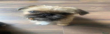 Mixed Breed 2