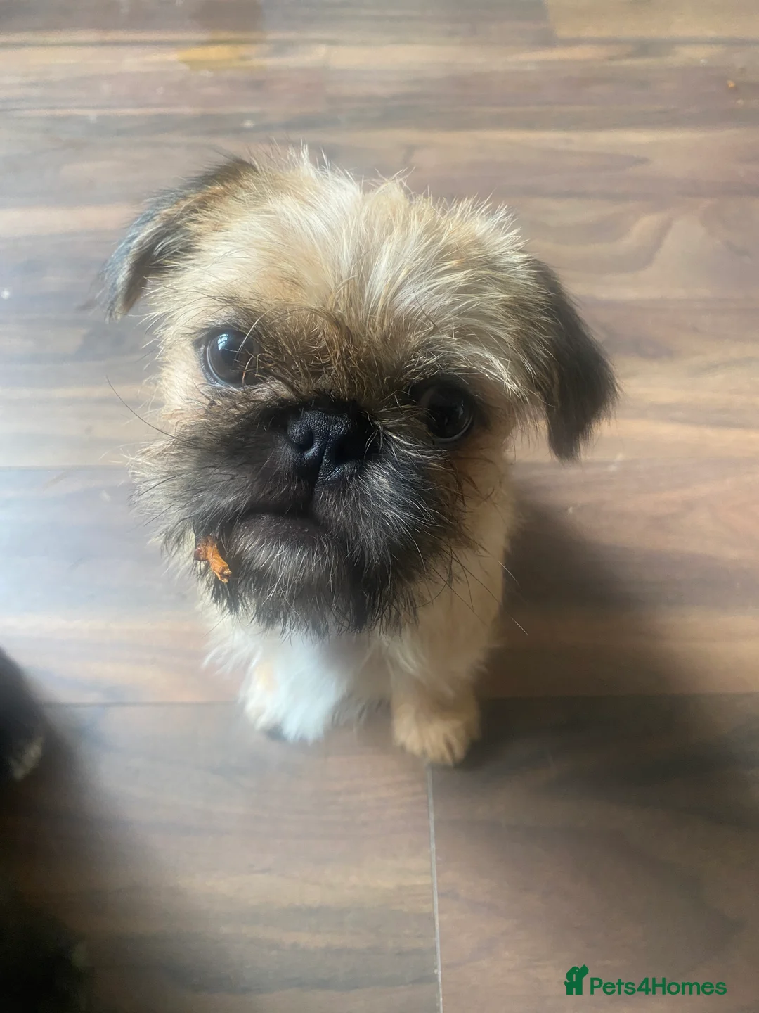 Mixed Breed dogs for sale: pug x shitzu  - Advert 2