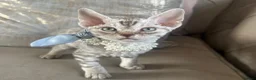 Devon Rex cats for sale: Beautiful GCCF Registered Devon Rex Kittens 🩷 in Leicester - Advert 4
