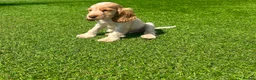 Cocker Spaniel dogs for sale: Beautiful kc reg show cockers READY NOW  - Advert 6