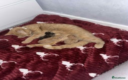 Mixed Breed cats for sale: Kittens - Image 7