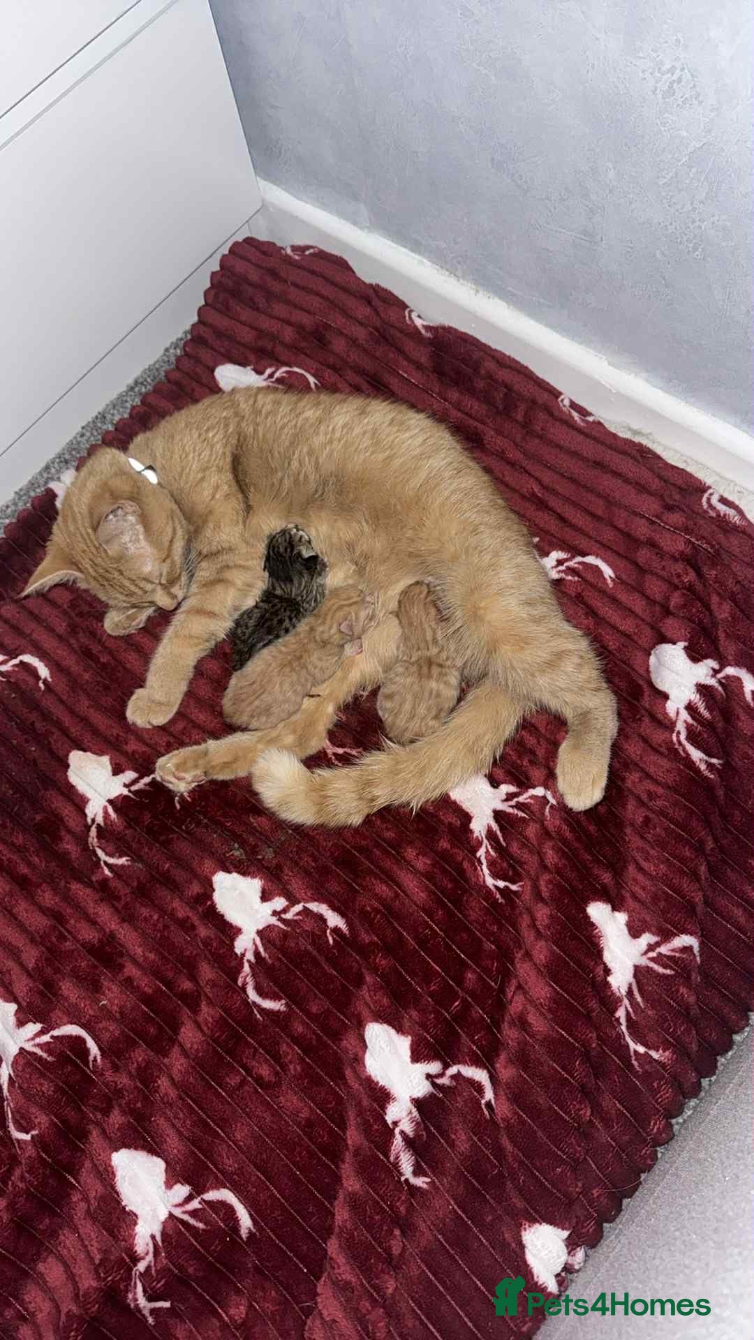 Mixed Breed cats for sale: Kittens - Image 7