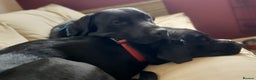 Labrador Retriever dogs for stud: Labrador KC registered for stud 2 years old Black  - Advert 7