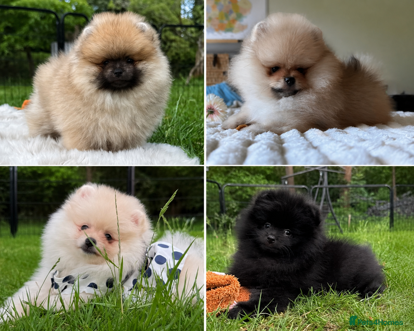 Pomeranian dogs for sale:  Rare colour Russian line Teddy Bear Pom Puppies ✨ - Advert 1