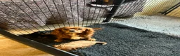 Cavalier King Charles Spaniel dogs for sale: REDUCED Beautiful Cavaleir King Charles puppies  - Advert 6