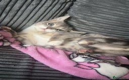 British Shorthair cats for sale:  **   - Advert 2