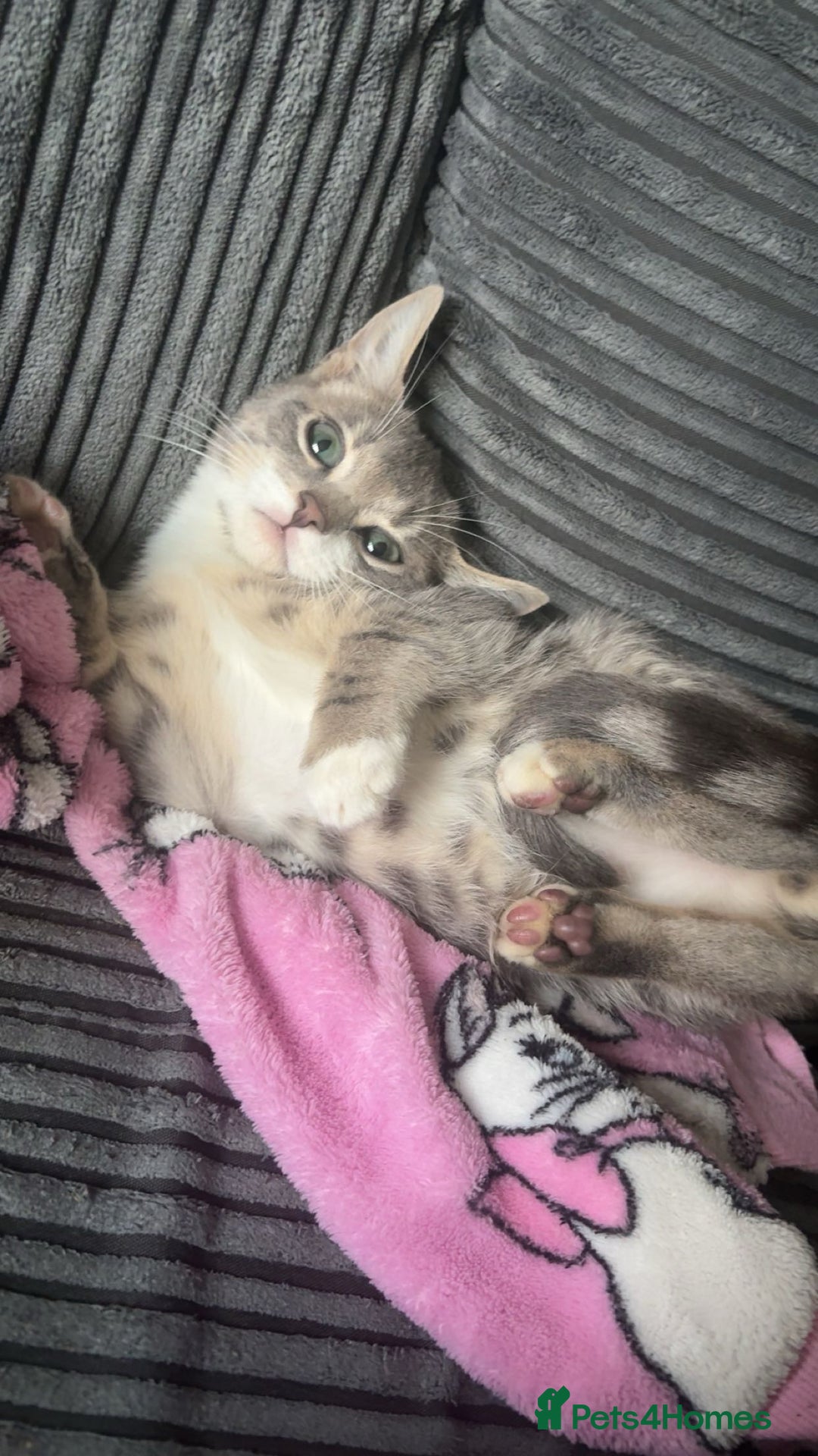 British Shorthair cats for sale:  **   - Advert 2