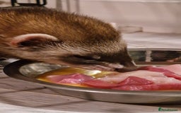 Ferret rodents for sale: Ferret for rehoming - Image 2