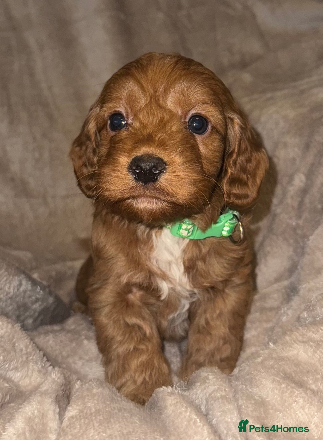 Cockapoo dogs for sale: 7 Cockapoo F1 class Fox red puppies - Advert 6