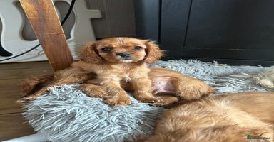 Cavalier King Charles Spaniel dogs - Advert 16