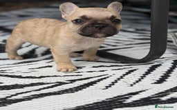 French Bulldog dogs for sale: Beautiful frenchie pups in Leeds - Image 16