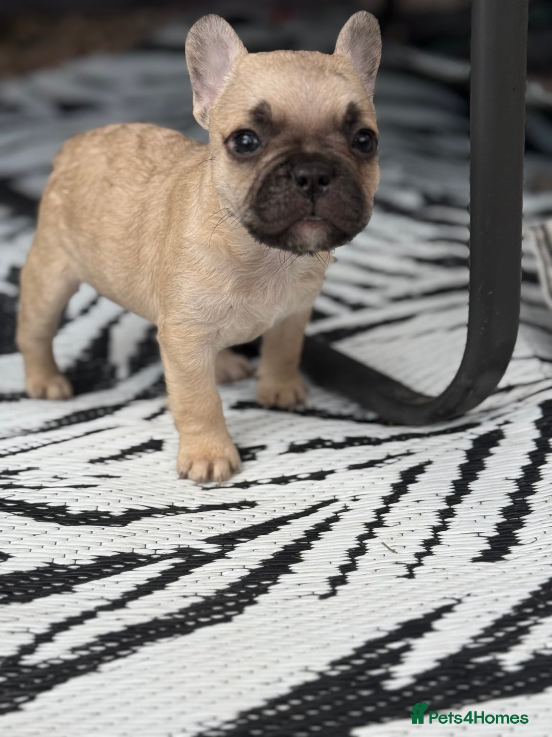 French Bulldog dogs for sale: Beautiful frenchie pups in Leeds - Image 16