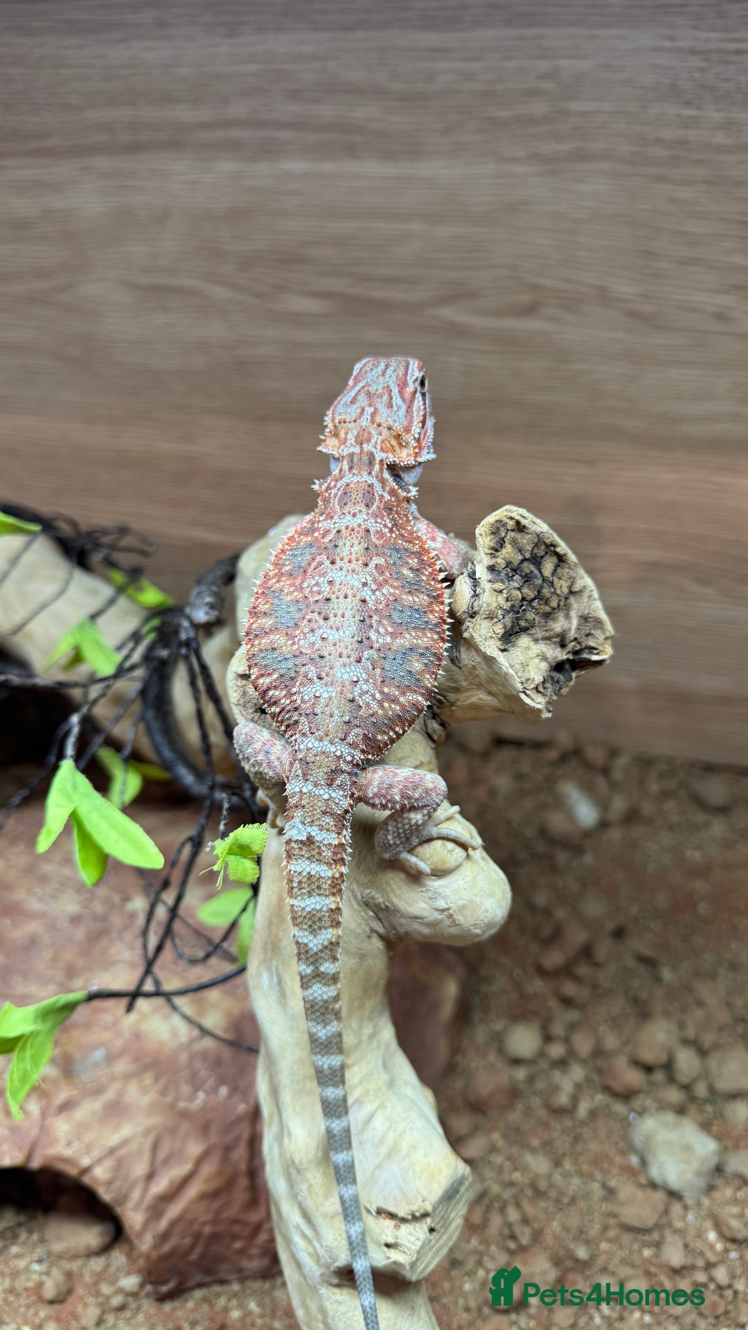 Bearded Dragon reptiles for sale: Juvenile Bearded Dragon PLUS full setup - Image 12