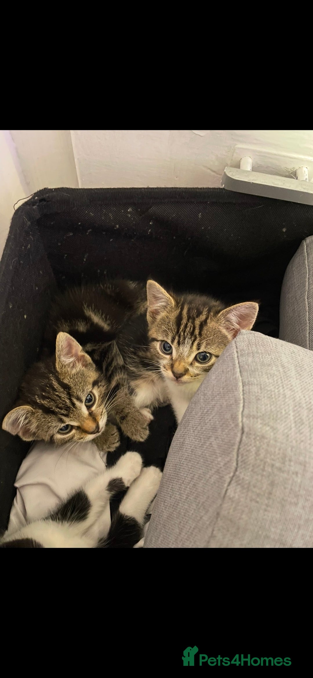 Mixed Breed cats for sale: 4 lovely male kittens - Advert 3