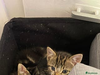 Mixed Breed cats 4 lovely male kittens - Advert 2