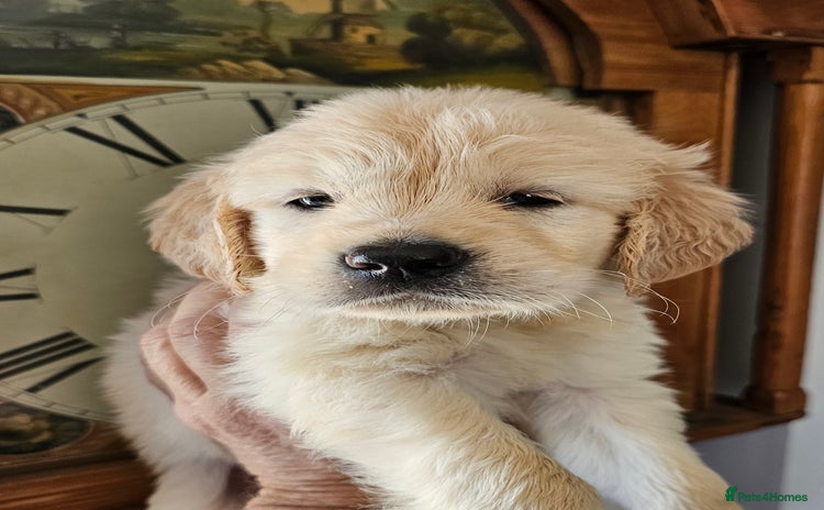 Golden Retriever dogs - Advert 1