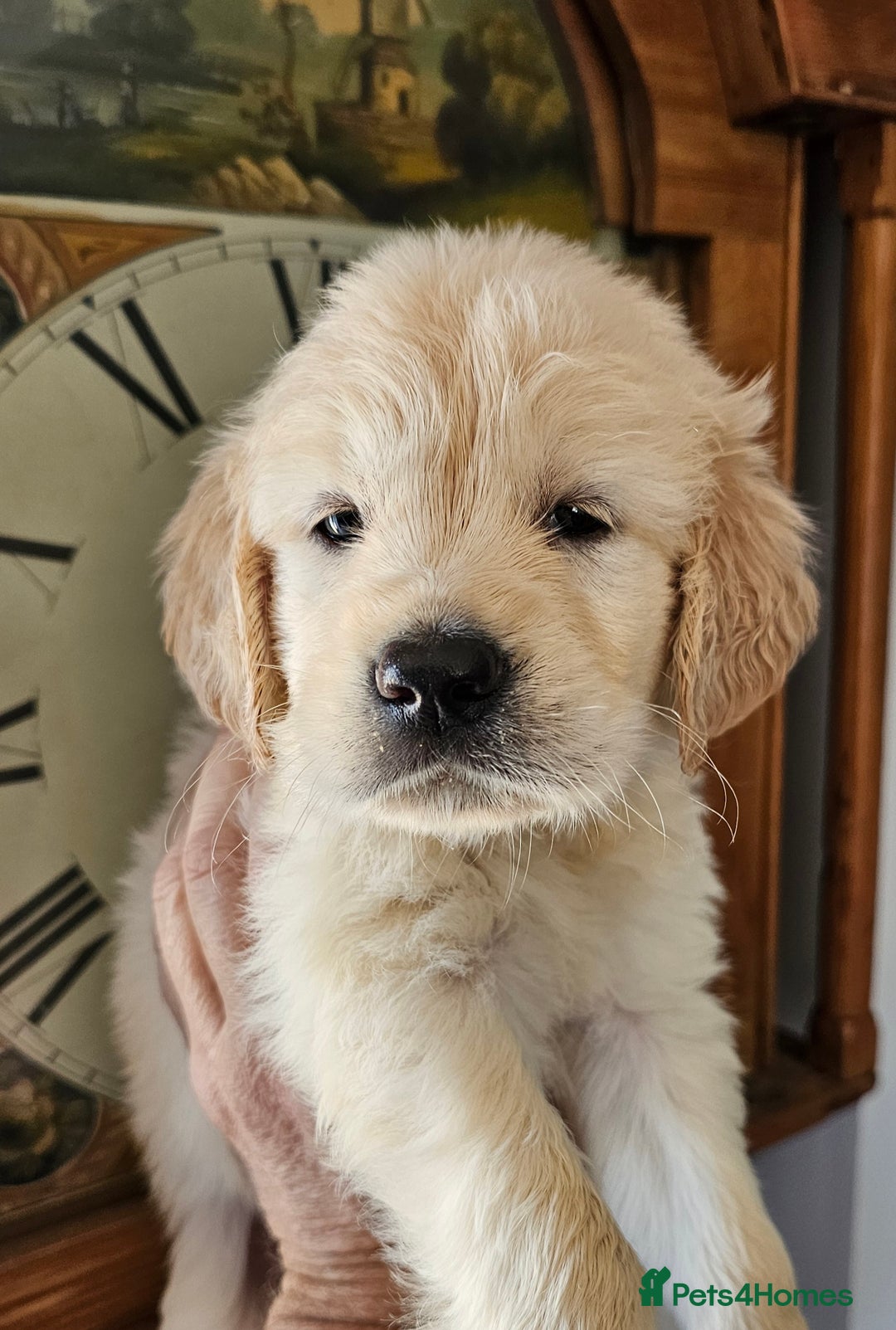 Dog Price Retriever Puppies For Adoption Puppies For Adoption