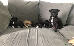 Mixed Breed dogs for sale: 2 girl pups ready to leave now  - Image 3