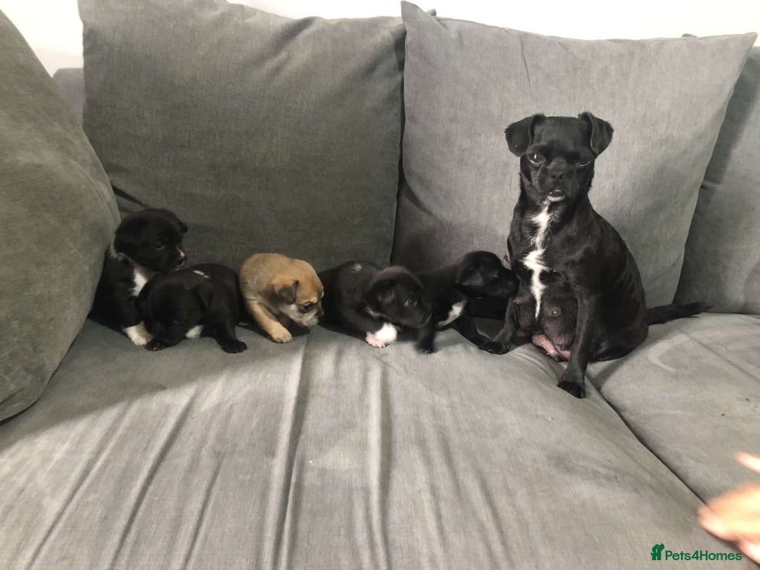Mixed Breed dogs for sale: 2 girl pups ready to leave now  - Image 3