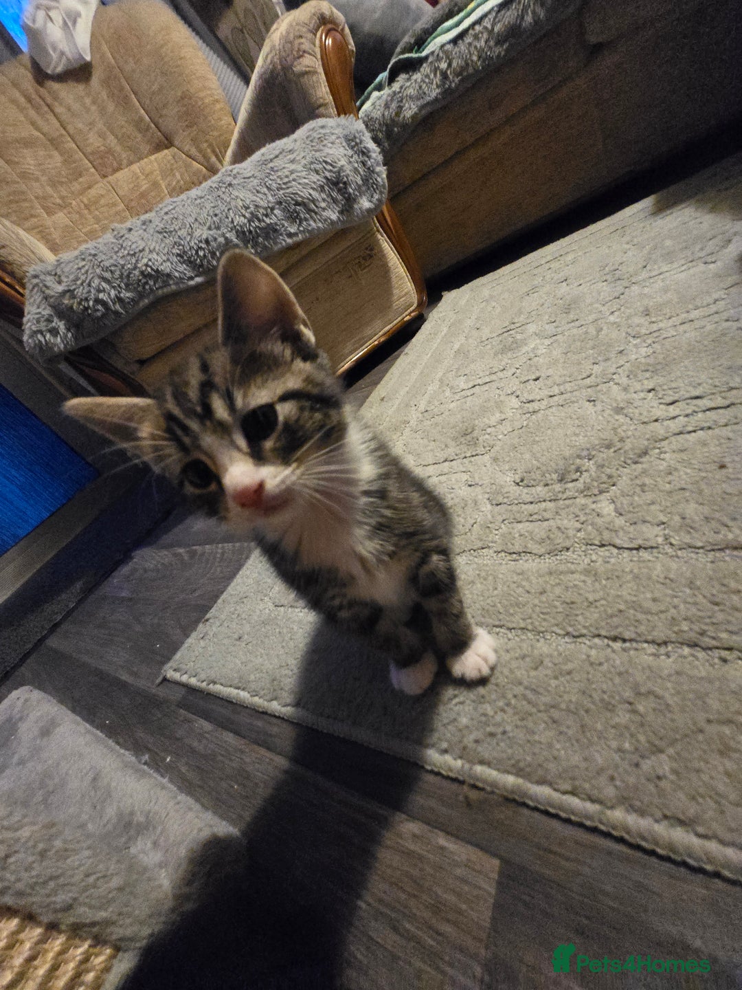 Mixed Breed cats for sale: Kittens - Image 2