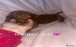 Dachshund dogs for sale: Miniature dachshund puppies - Image 4