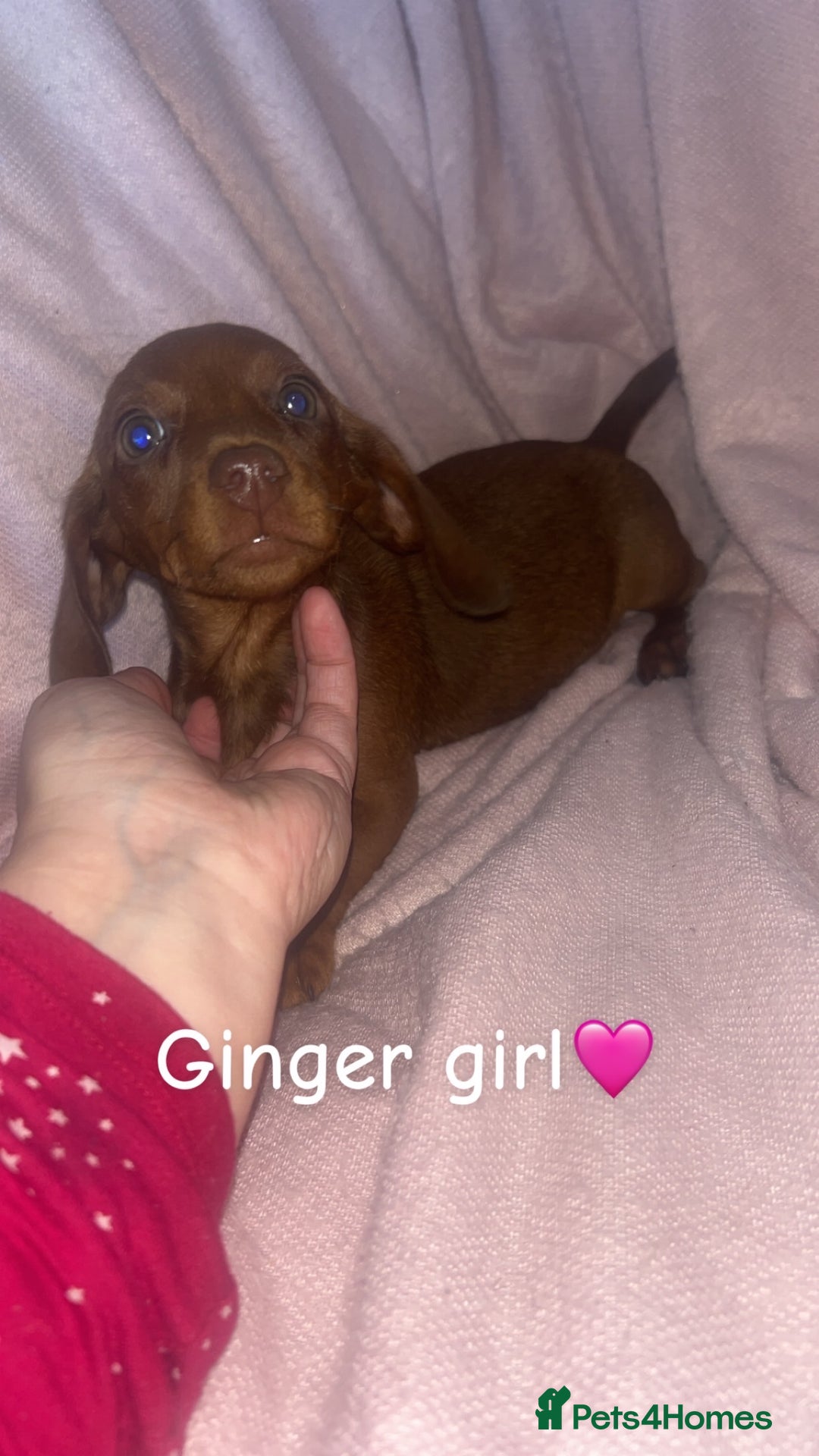 Dachshund dogs for sale: Miniature dachshund puppies - Image 4
