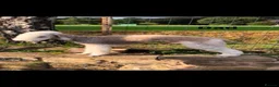 Bedlington Terrier dogs for sale: K.C Registered Liver Bedlington Terriers Puppies  - Advert 2