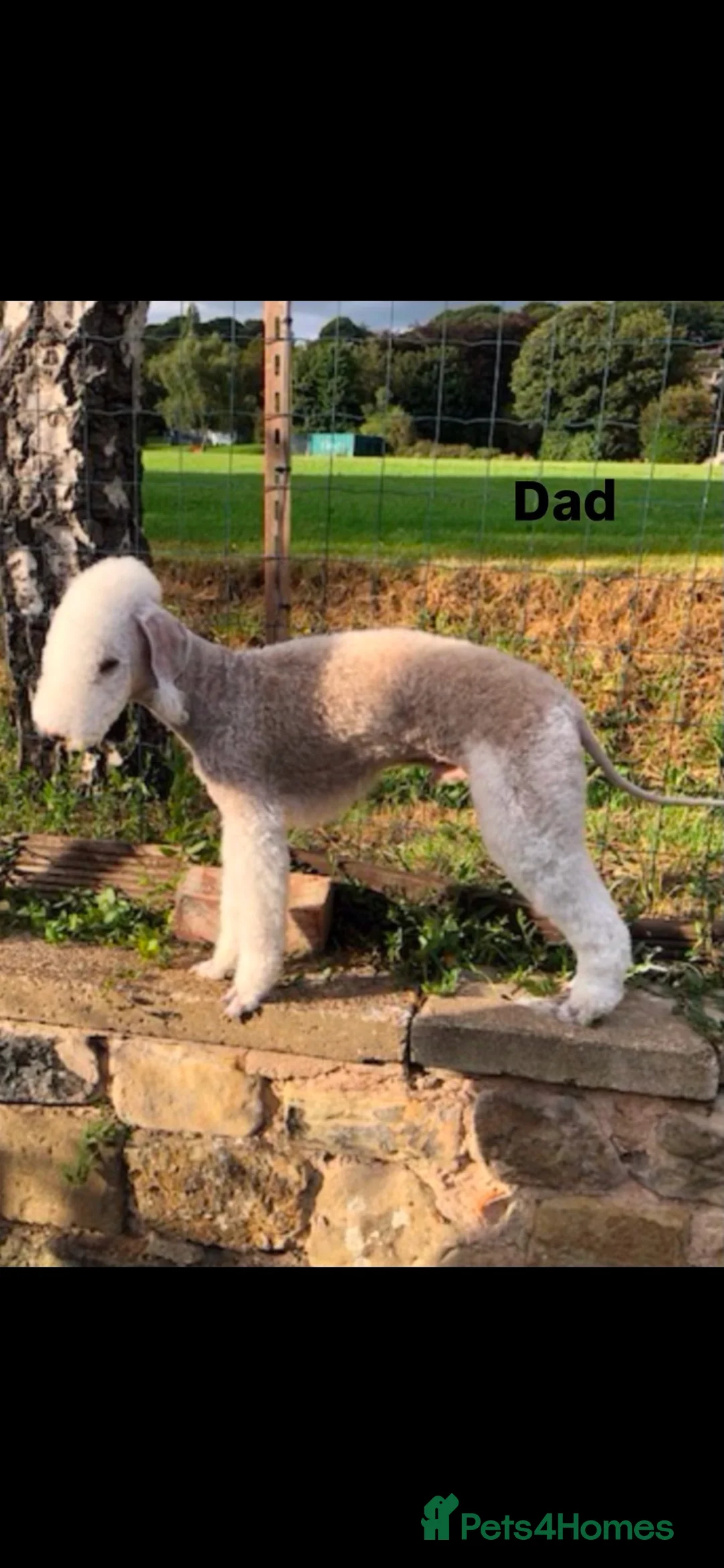Bedlington Terrier dogs for sale: K.C Registered Liver Bedlington Terriers Puppies  - Advert 2