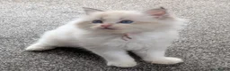 Ragdoll cats for sale: 🏆 GCCF Champion Ragdolls • Active Considered - Advert 26