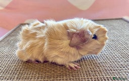Guinea Pig rodents for sale: Gorgeous baby boy Guinea pigs  - Image 1