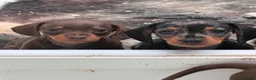 Miniature Dachshund dogs for sale: Gorgeous KC registered Miniature Dachshunds   - Advert 24