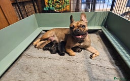 Frug dogs for sale: Frug puppies - Image 17