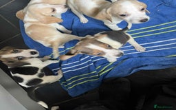 Beagle dogs for sale: Beautiful beagle puppies  - Image 7