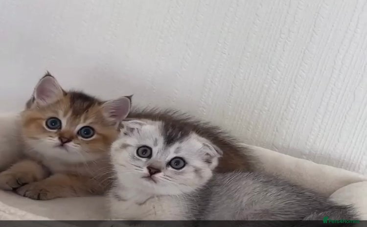 Scottish Fold cats - Advert 8