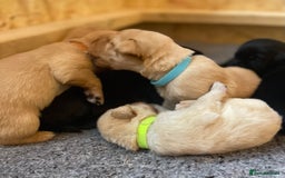 Labrador Retriever dogs for sale: Beautiful Lab Puppies! - Image 7