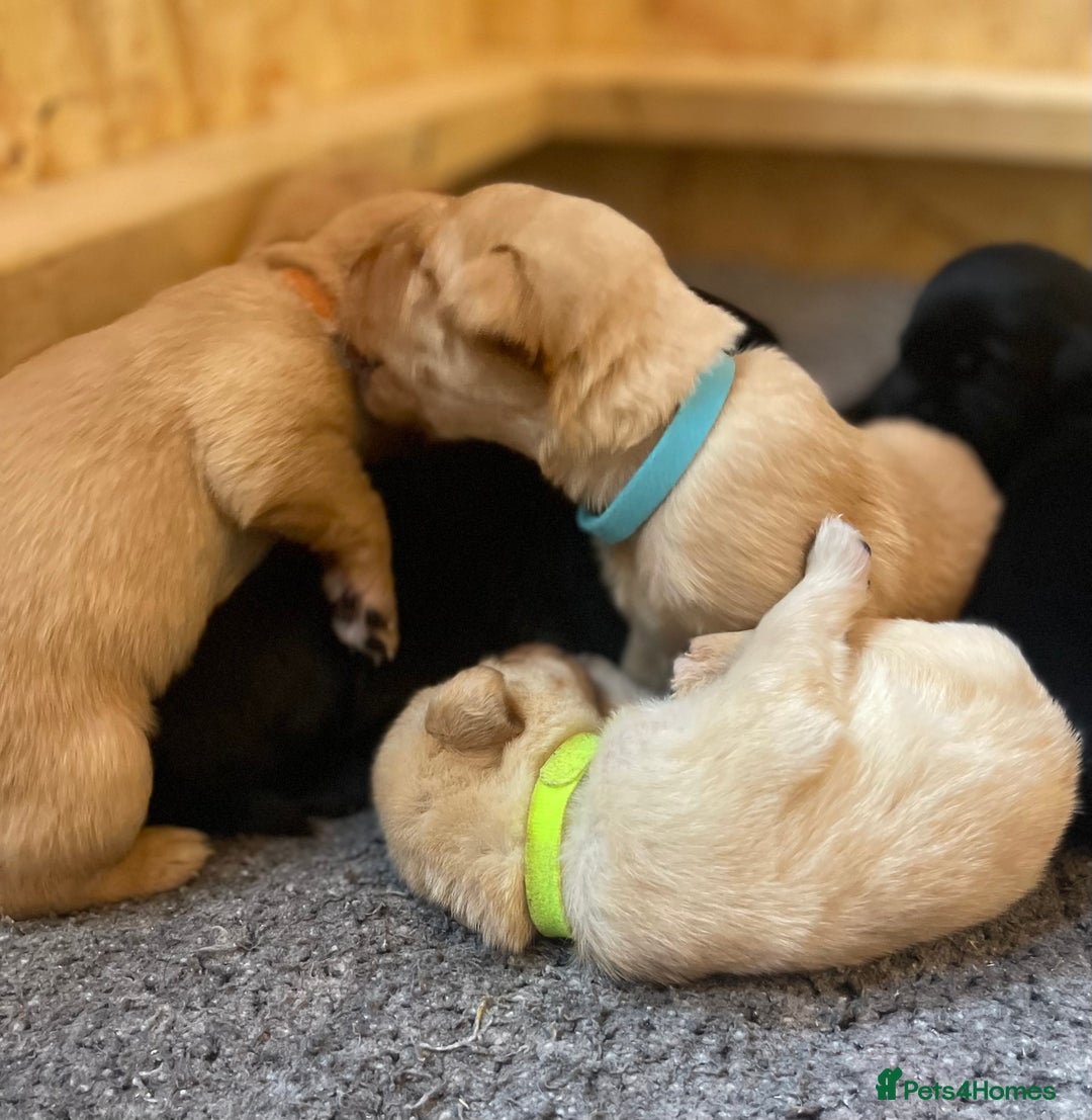 Labrador Retriever dogs for sale: Beautiful Lab Puppies! - Image 7