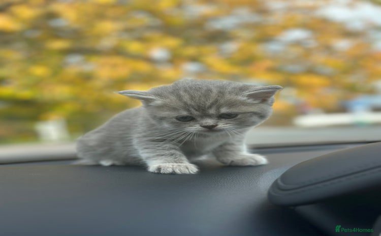 British Shorthair cats - Advert 3