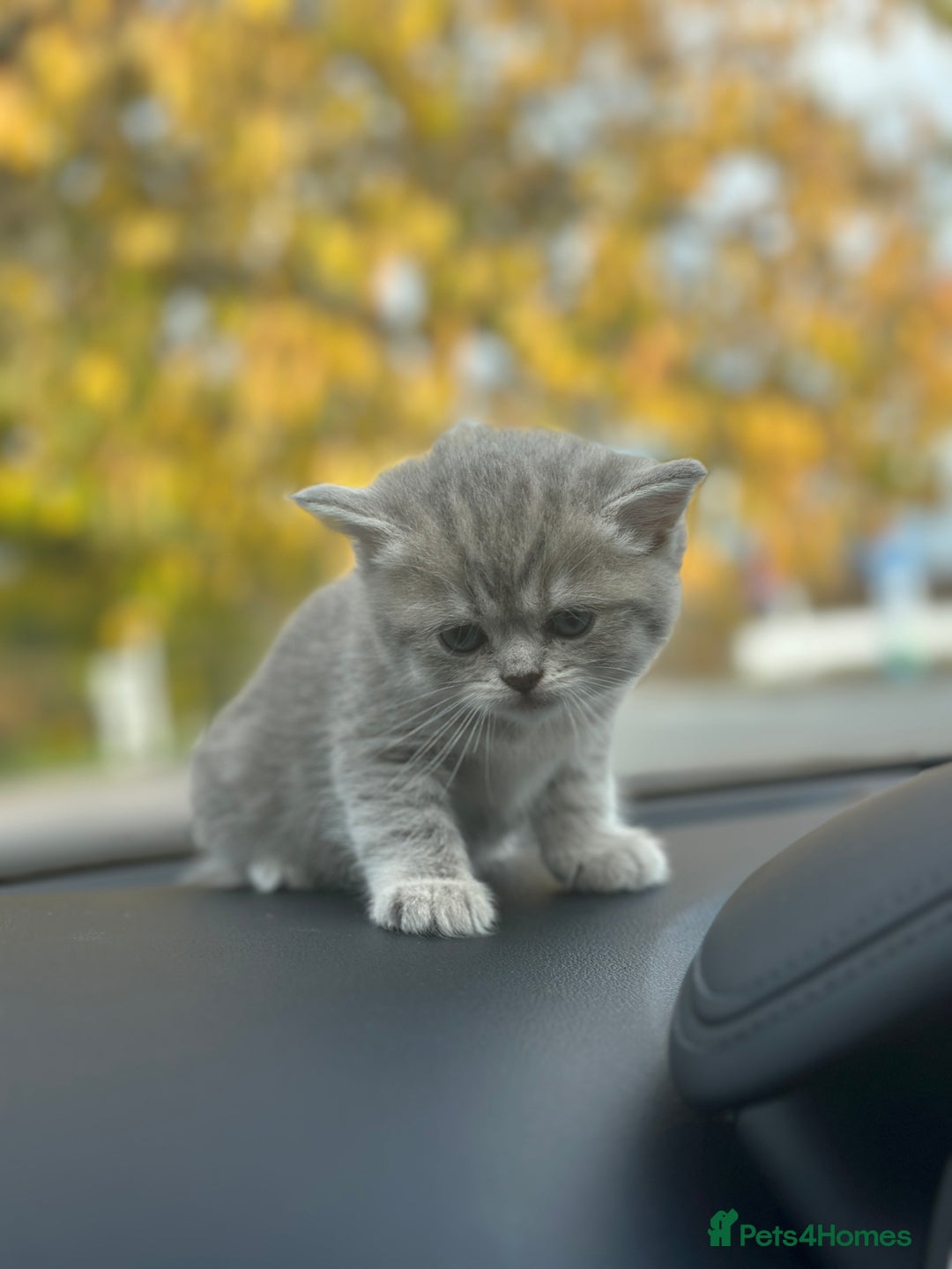 British Shorthair cats for sale: British Shorthair kittens  - Image 2
